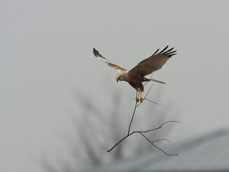 Circus aeruginosus Bruine Kiekendief Marsh Harrier